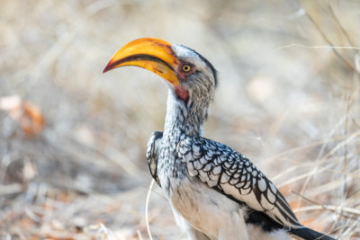 Namibia Namibia